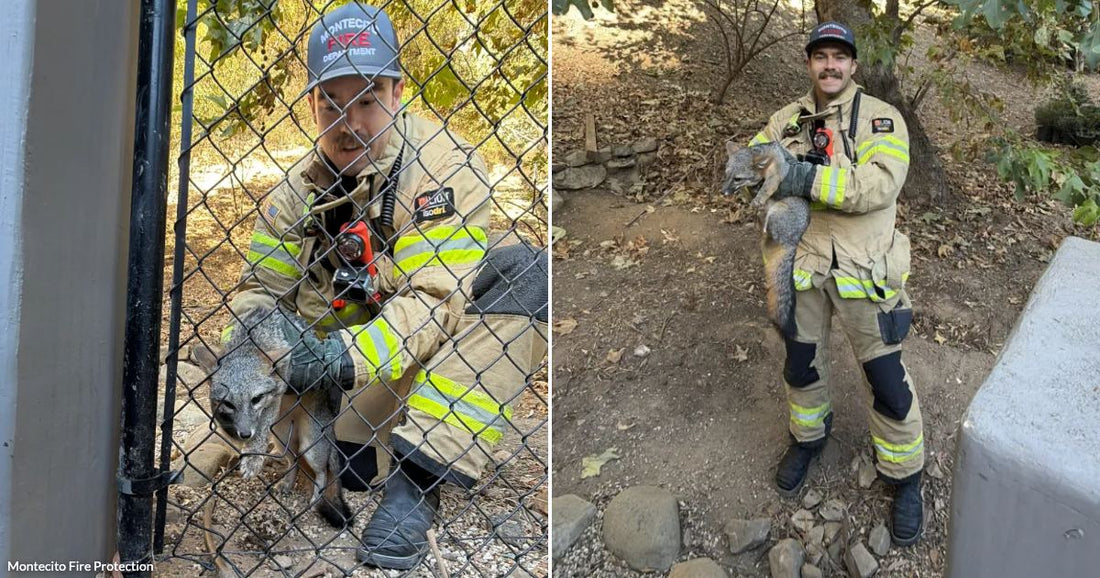 On the left, a firefighter crouches behind a chain-link fence helping a gray fox; on the right, the same firefighter stands outdoors holding the rescued fox.