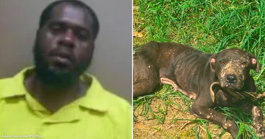 On the left, a man with a beard wearing a yellow shirt poses against a plain background; on the right, a thin, sickly-looking dark dog lies in green grass.