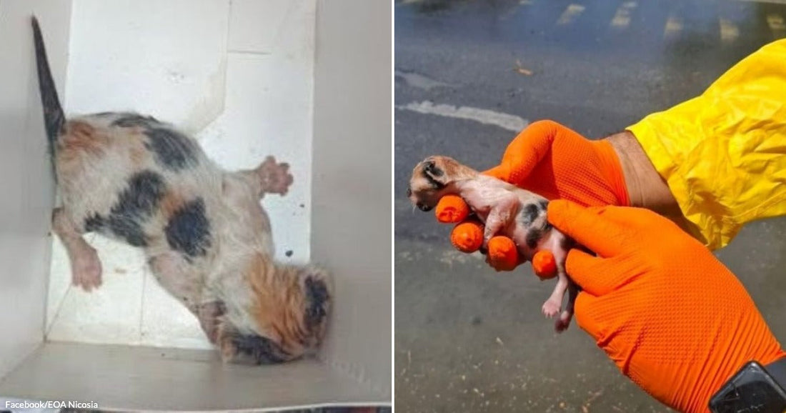 On the left, a calico cat lies on its back inside a white box; on the right, a person in yellow protective gear and orange gloves gently holds a tiny.