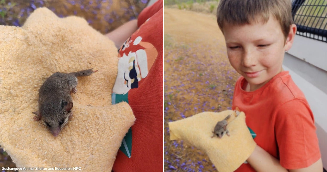 On the left, a tiny mouse-like marsupial rests on a yellow towel; on the right, a freckled boy in a red shirt smiles while holding the same small animal outdoors.