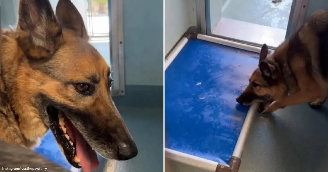 On the left, a German Shepherd with mouth open sits in an indoor kennel; on the right, the same dog leans curiously over a blue water tray.