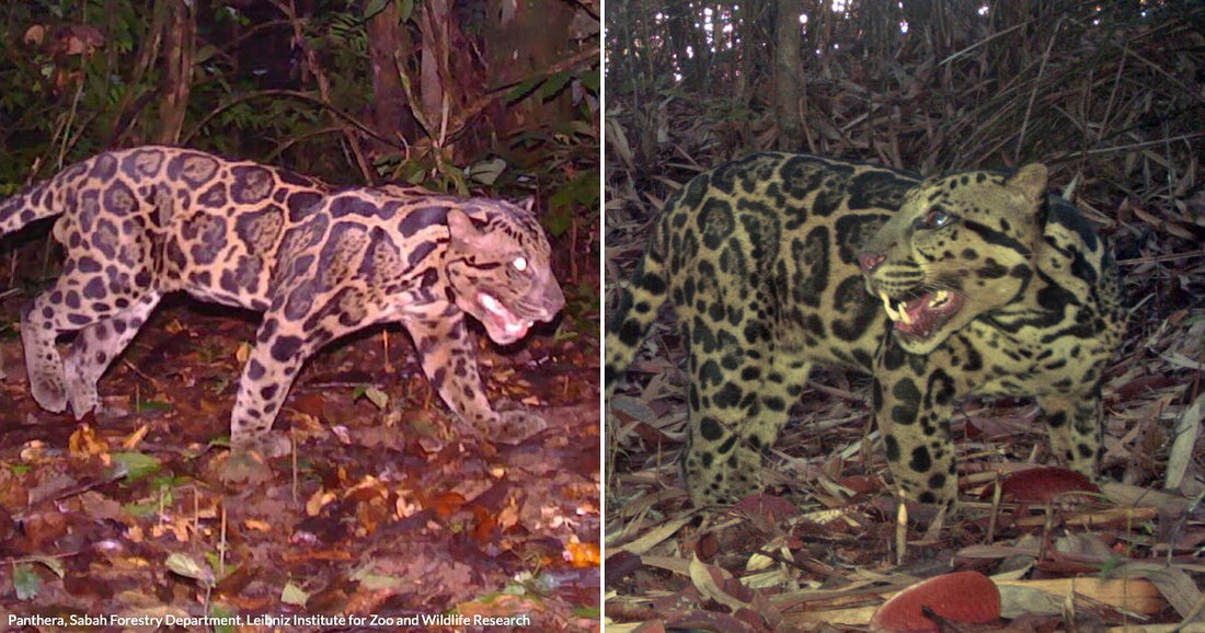 On the left, a clouded leopard stalks through a dark forest floor covered in fallen leaves; on the right, a clouded leopard snarls amid dense woodland undergrowth.