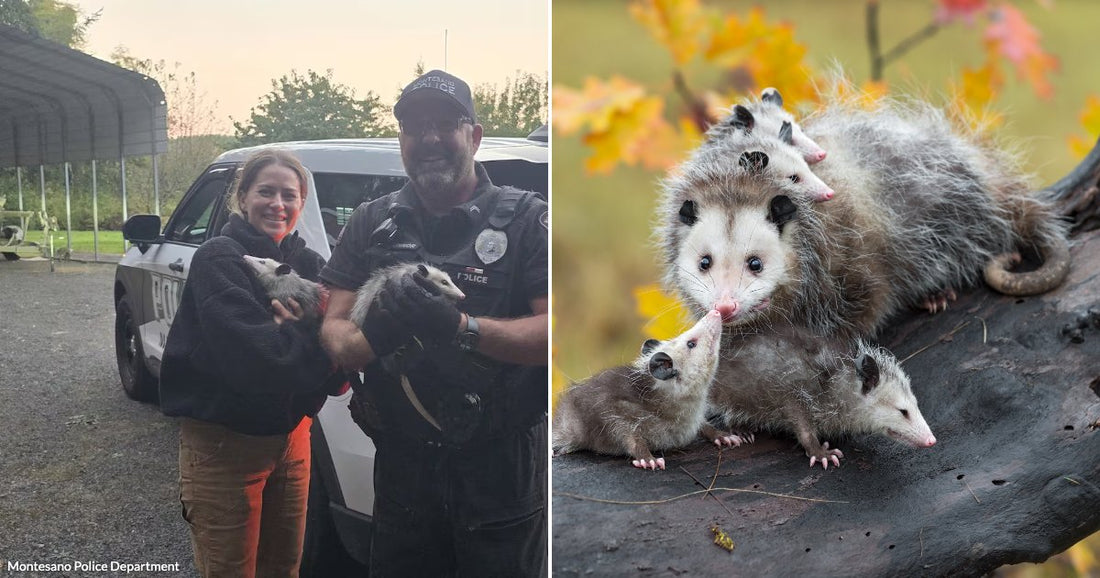 On the left, two people hold opossums in front of a police vehicle outdoors; on the right, an adult opossum with babies clings to a log amid autumn foliage.