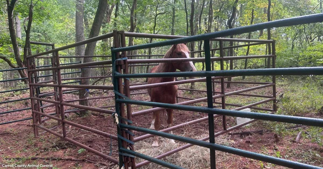 A chestnut horse stands inside a small metal pen surrounded by a wooded forest setting.