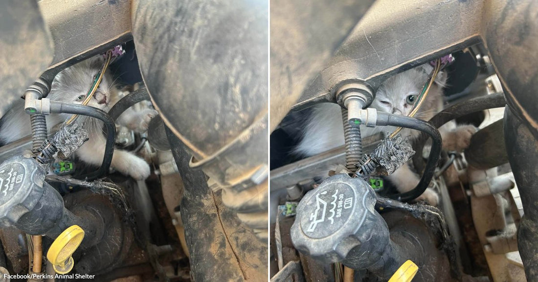 On the left, a white kitten peers through tangled wires inside a dirty car engine bay; on the right, the same kitten looks out from behind hoses and components.