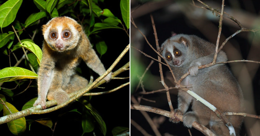 On the left, a reddish-brown slow loris clings to a leafy branch at night; on the right, a gray slow loris perches among bare branches in darkness.