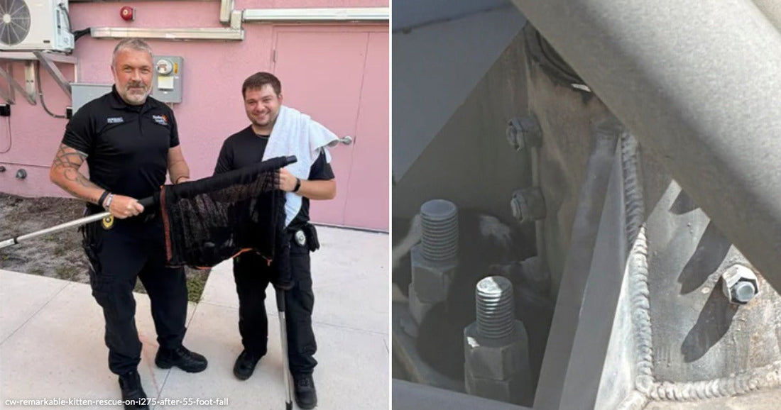 cw-remarkable-kitten-rescue-on-i275-after-55-foot-fall
