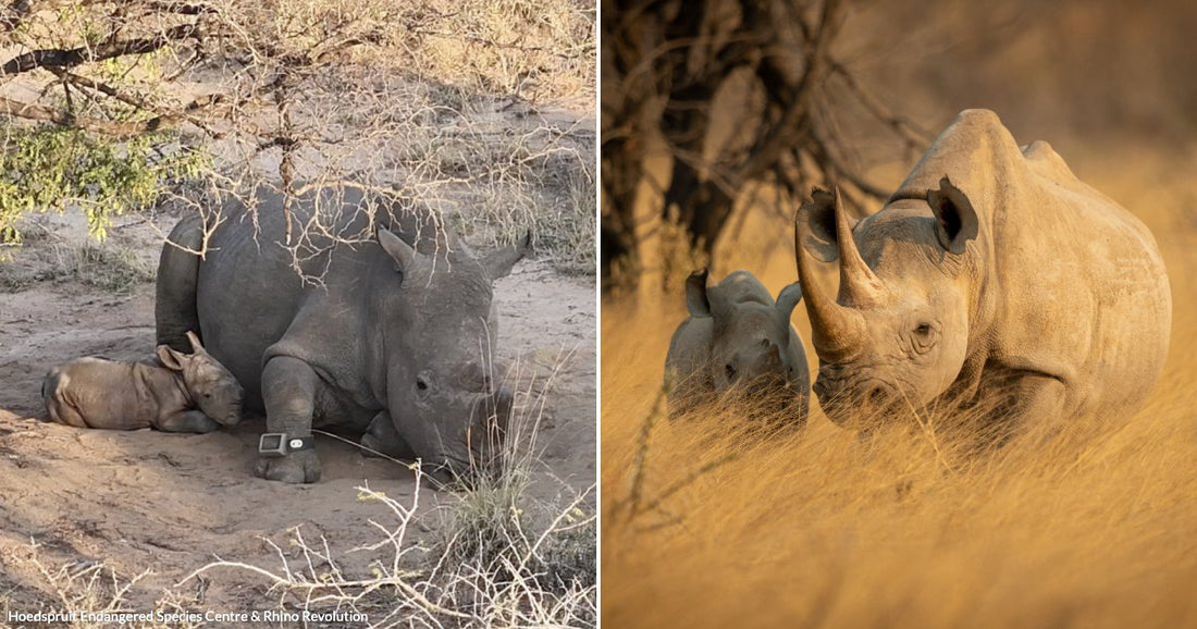 On the left, a mother rhino and newborn calf rest together on sandy ground; on the right, a mother rhino and calf stand alert in golden dry grassland.