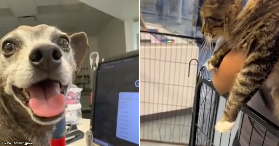 Small senior dog with gray fur smiling beside a computer monitor on a desk in an office setting. Tabby cat being held over a kennel gate inside an animal shelter, with cages visible in the background.