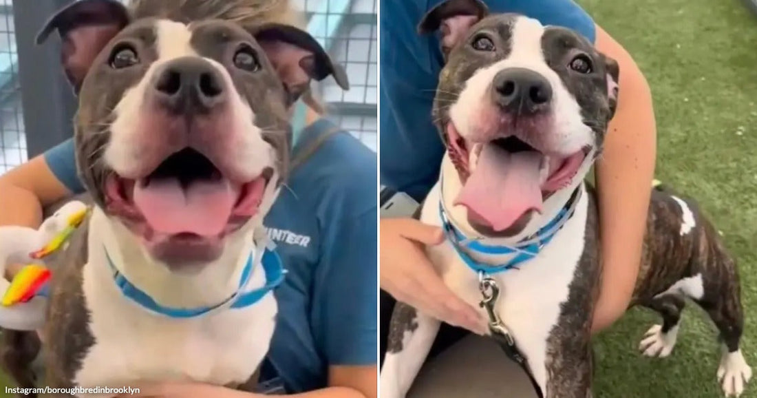On the left, a happy pit bull mix with a blue collar is held by a shelter volunteer indoors; on the right, the same dog smiles outdoors on grass.