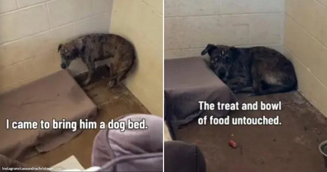 On the left, a brindle dog lies curled in a shelter kennel corner, food and treat untouched; on the right, the same dog stands cautiously as a bed is brought.