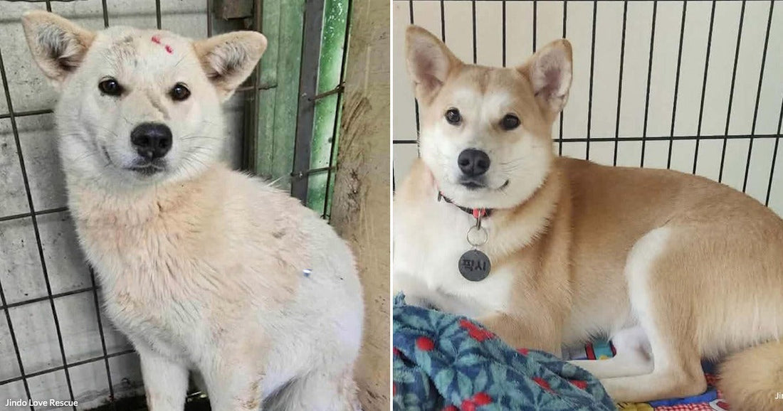 On the left, a cream-colored dog sits in a wire kennel; on the right, a tan dog with a collar tag rests on blankets in a crate.