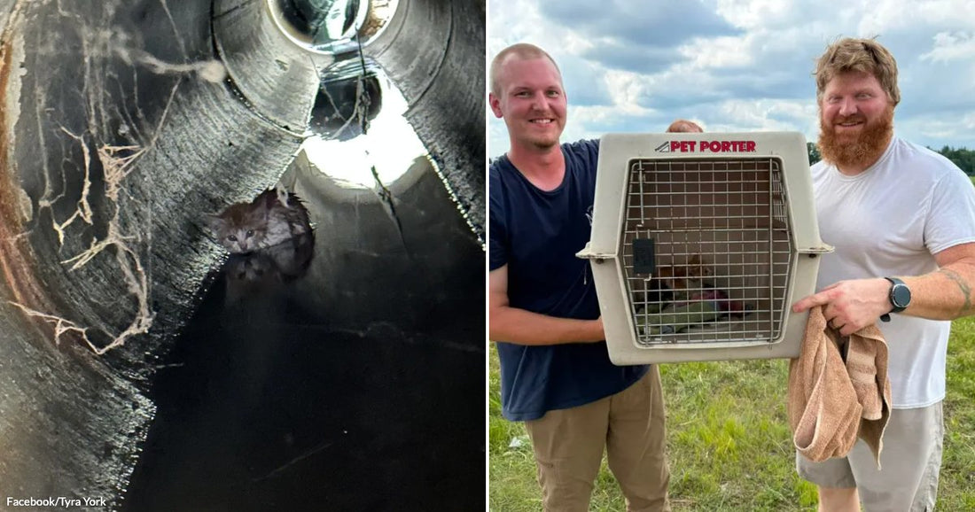 On the left, a wet kitten huddles inside a dark pipe; on the right, two smiling men hold a pet carrier containing the rescued kitten outdoors.