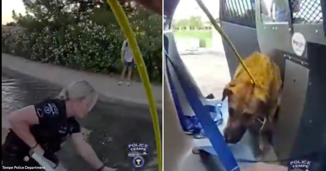 On the left, a blonde woman in a dark uniform crouches near water outdoors; on the right, a brown dog stands secured inside a police vehicle.