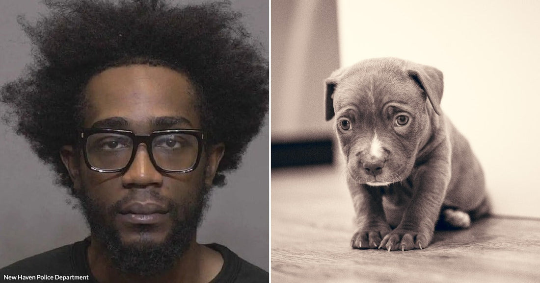 On the left, a man with an afro and glasses looks to the side against a gray background; on the right, a small puppy sits on a wooden floor.