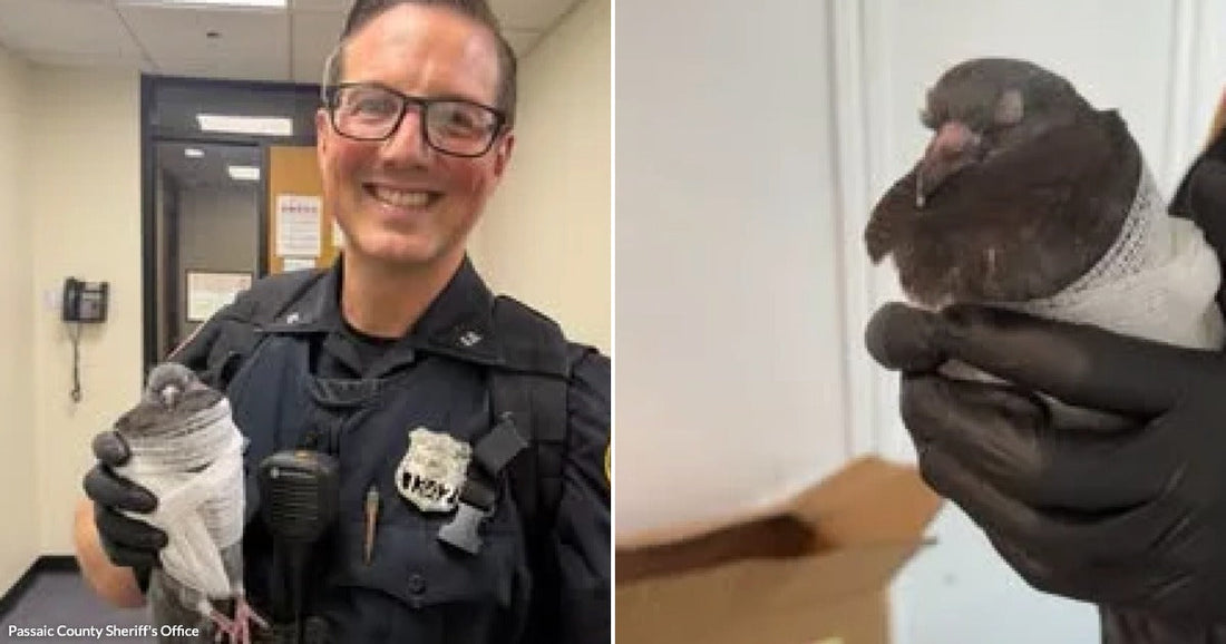 On the left, a smiling officer in uniform holds a bandaged pigeon indoors; on the right, gloved hands gently cradle the same injured bird up close.