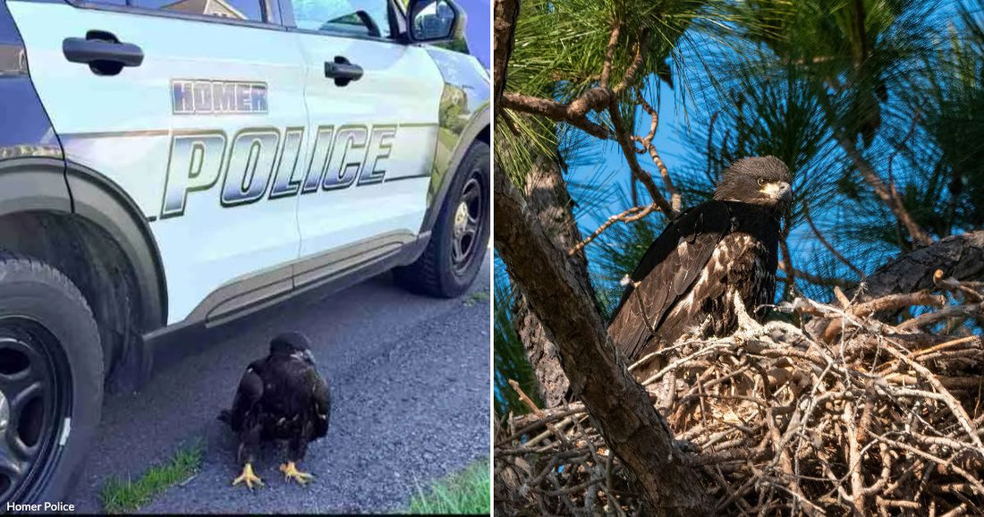 On the left, a juvenile eagle stands beside a Homer Police patrol vehicle; on the right, a juvenile eagle perches in a large nest among pine trees.