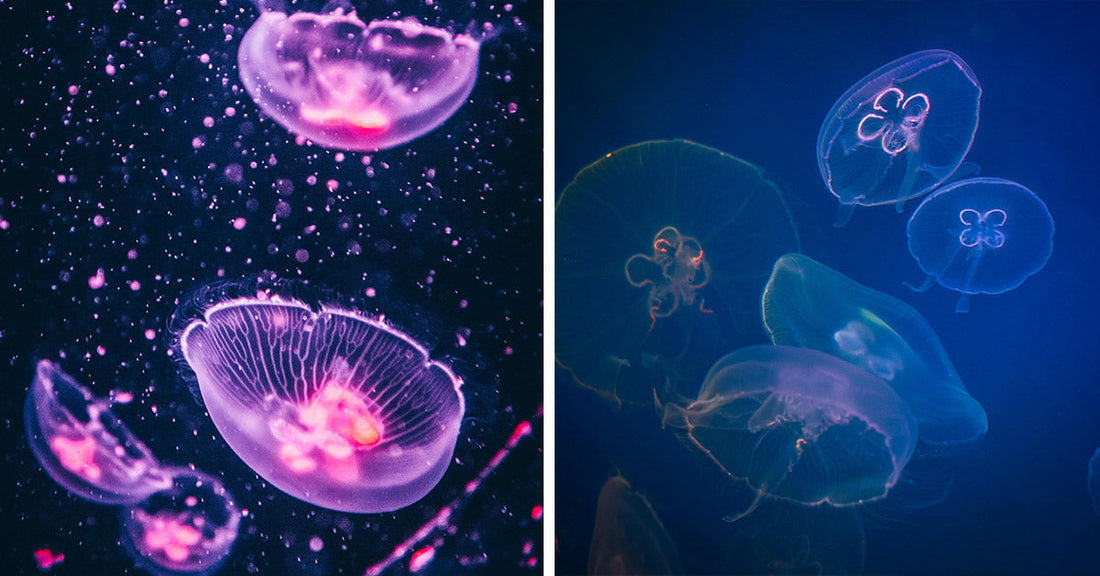 Tiny Electric Pulses Turn Jellyfish into Relentless Ocean Explorers