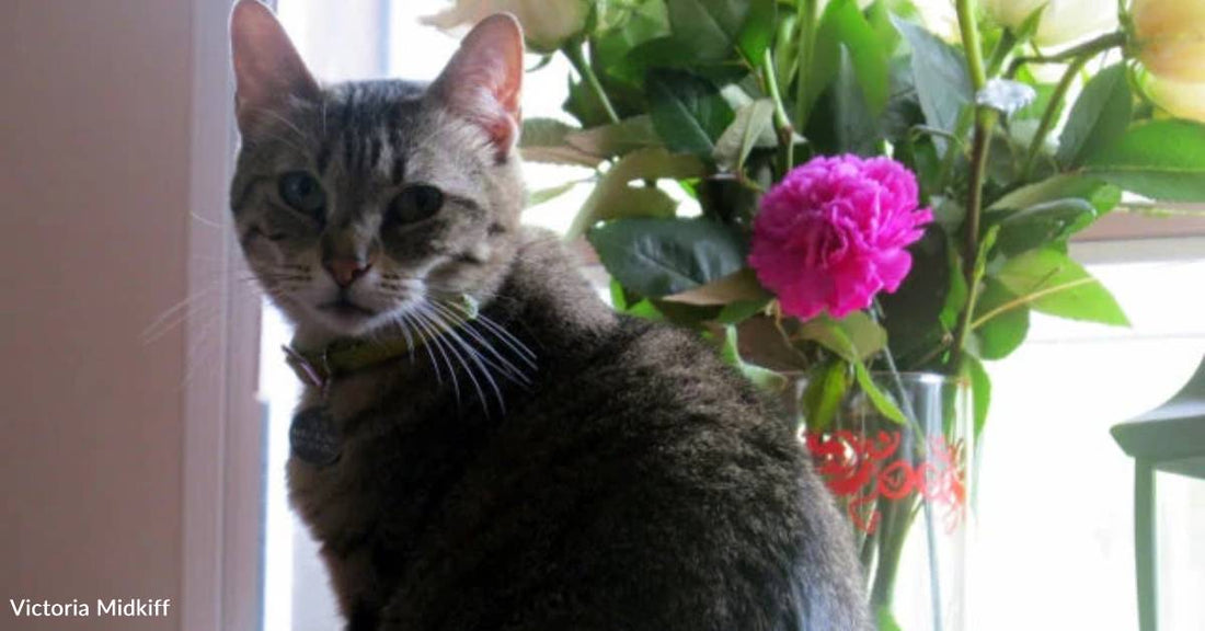 Shelter Cat with No Name Finds Home After a Year of Waiting