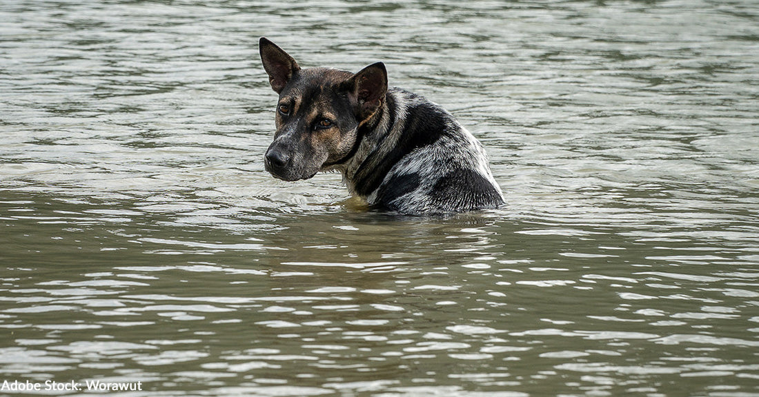 Over 80 Dead in Catastrophic Texas Flooding as Search Continues for Missing People and Pets