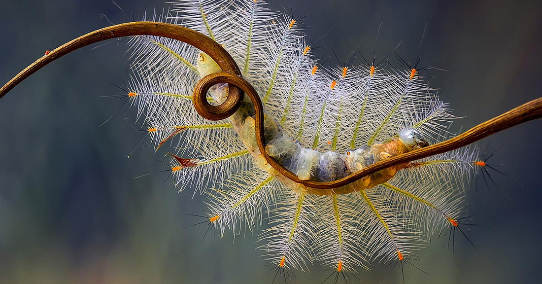 Close-up of a hairy caterpillar clinging to a curved branch.