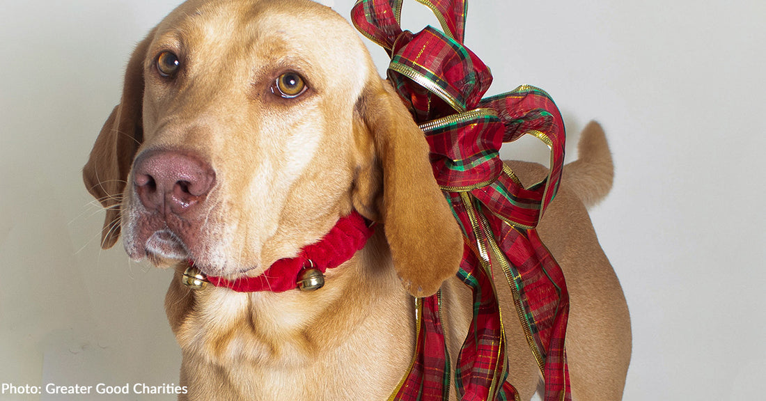 Help Fly Dozens of Shelter Dogs & Cats to Homes for the Holidays