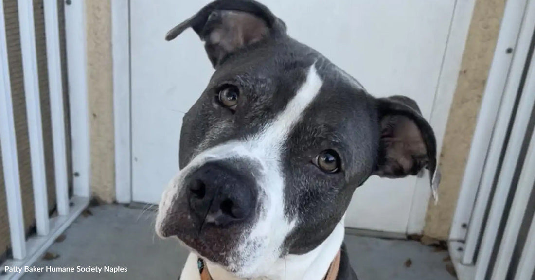 Gray and white dog looking curiously at the camera in a doorway.