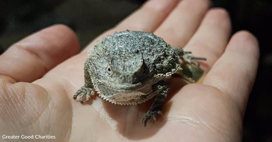 Lizard Species Wasn't Spotted for 70 Years, You're Helping Us Study It