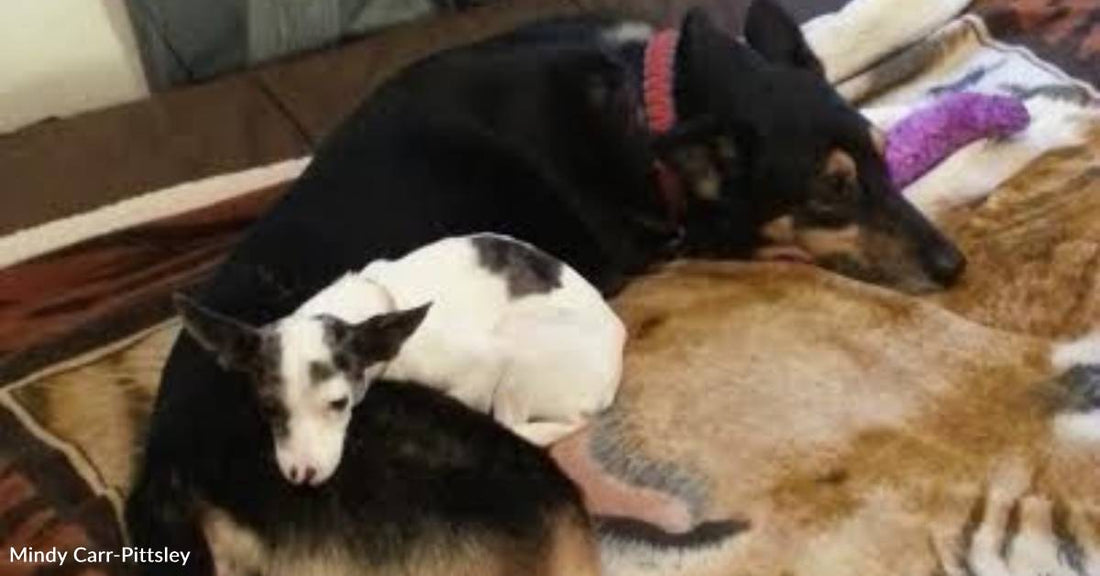 Big Dog and Tiny Dog Team Up to Help Veteran with PTSD