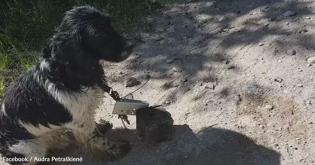 Dog sitting on a dirt path with a collar and leash attached to a small object.