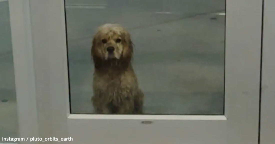 A fluffy dog with a sad expression looks through a glass door.