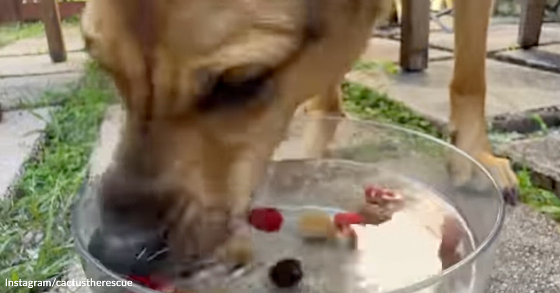 Tan dog dips its face into a clear bowl of floating treats on a backyard patio.