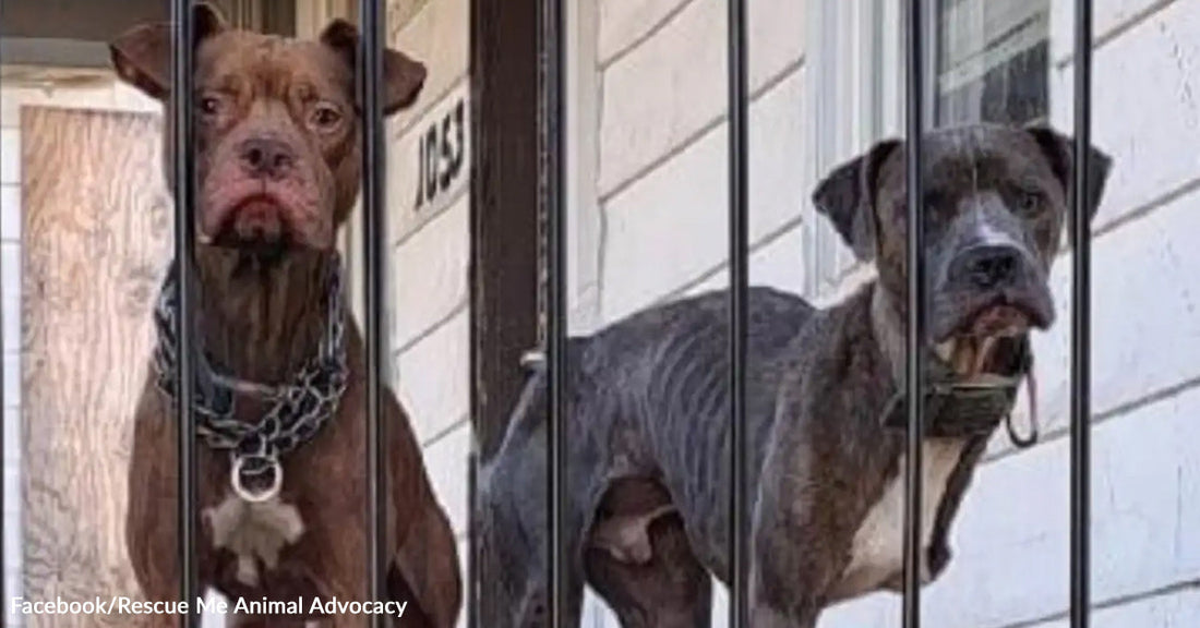Two muscular dogs stand behind metal bars on a porch, looking out through the railing.