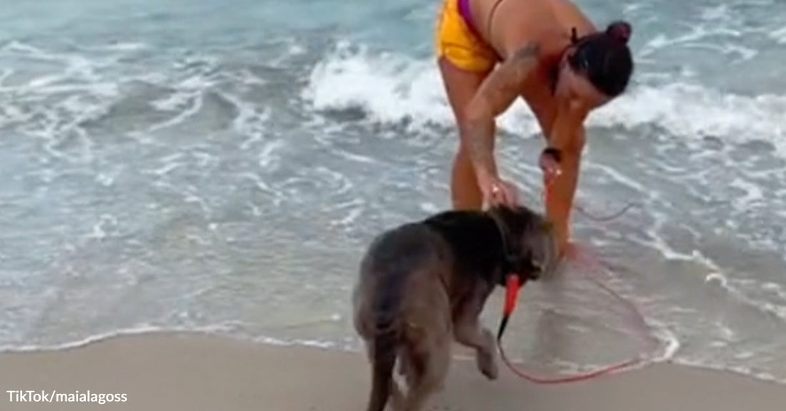 Person in a yellow swimsuit bends to guide a leashed dog at the edge of ocean waves on a sandy beach.