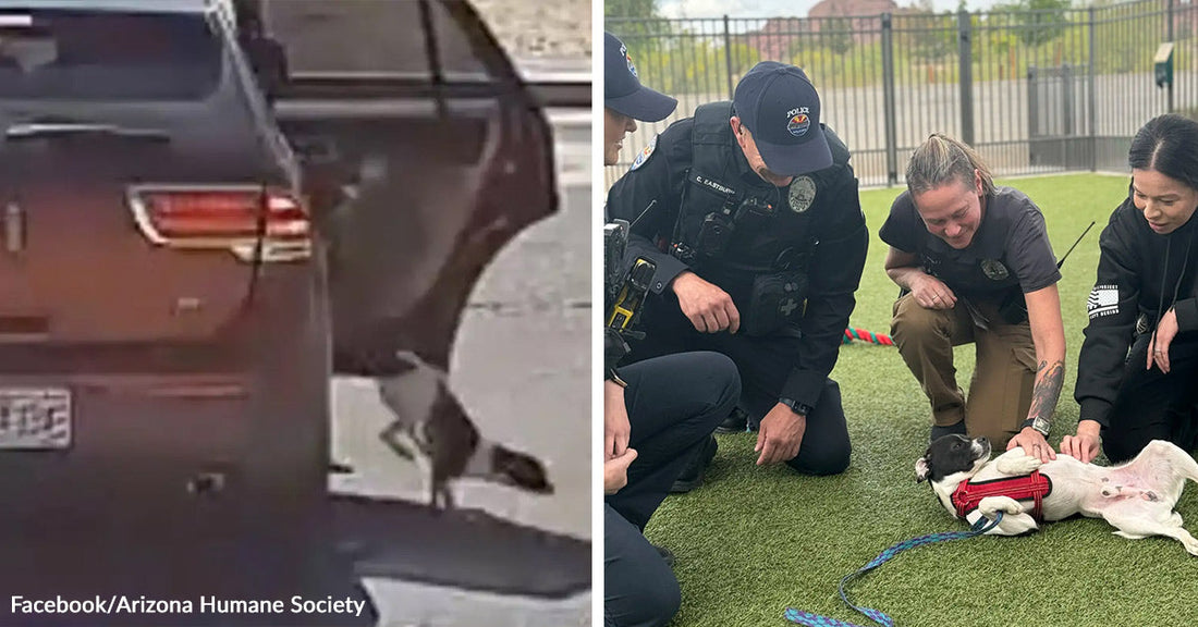 Small dog runs alongside an open SUV door on a road, then lies on its back while responders pet it on grass.