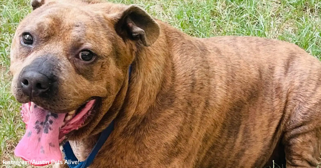 A brown dog lies on grass with its mouth open and tongue hanging out, looking alert and relaxed.