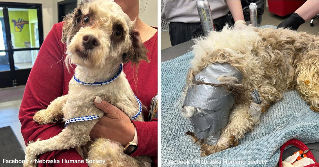 Dog Found Bound in Duct Tape and Dumped Like Trash