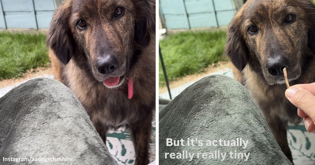 Split image of a fluffy brown dog sitting in front of someone’s knees on a patio, then staring at a tiny stick held out as a treat while on-screen text says it is “really really tiny.”