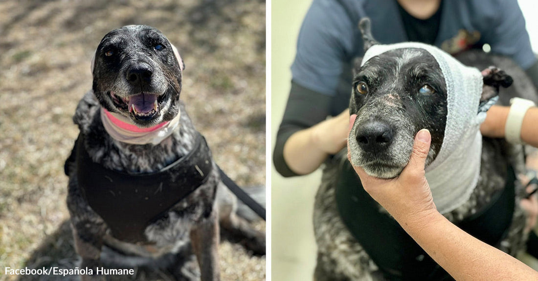 Split image showing the same speckled dog smiling outdoors on one side and receiving bandaged care from veterinary staff on the other.