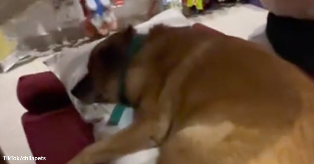Every now and then, a small story perfectly captures the quiet kindness that can exist between humans and animals.