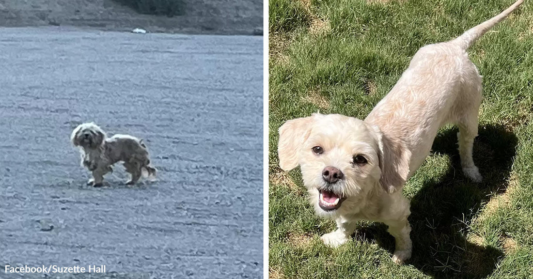 Split image showing a small cream-colored dog standing alone on a road on the left and the same dog smiling on grass after rescue on the right.