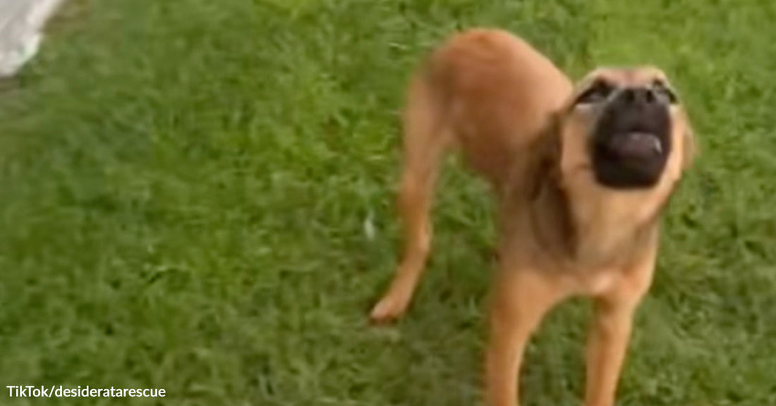 Brown dog stands on green grass with head raised as if barking or howling.