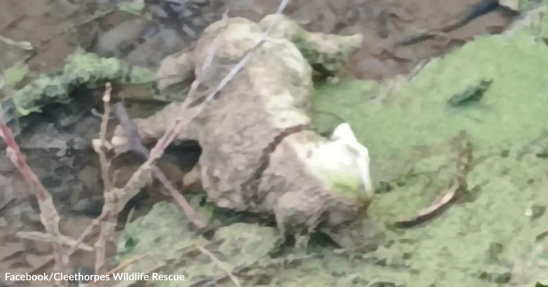 a dog statue, partially submerged in mud and algae.
