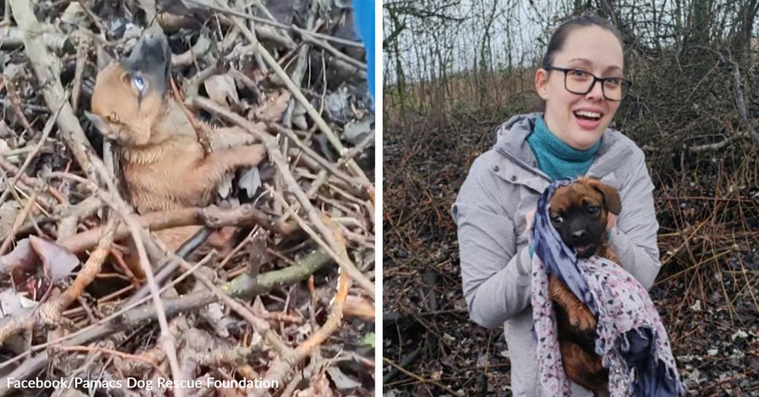 Split image of a small brown puppy tangled in sticks and leaves on the left and a smiling woman holding the rescued puppy wrapped in a scarf on the right.