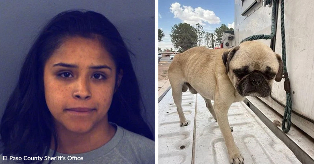 Split image showing a mugshot of a woman beside a small pug standing on a truck bed outdoors.