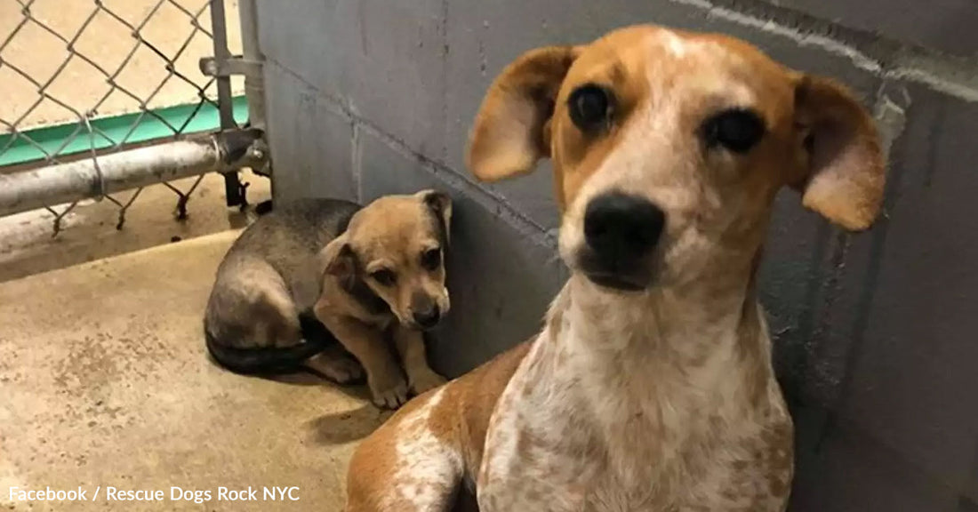 Two small dogs, one sitting in front, the other peeking from behind a wall.