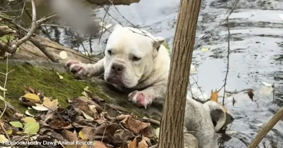 Terrified Dog Claws Creek Bank As Rescuers Fight To Save Her
