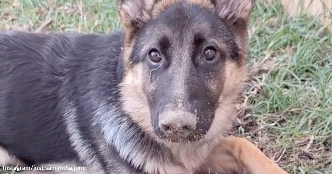 German shepherd puppy lies on grass with dirt on its nose, staring up innocently at the camera.