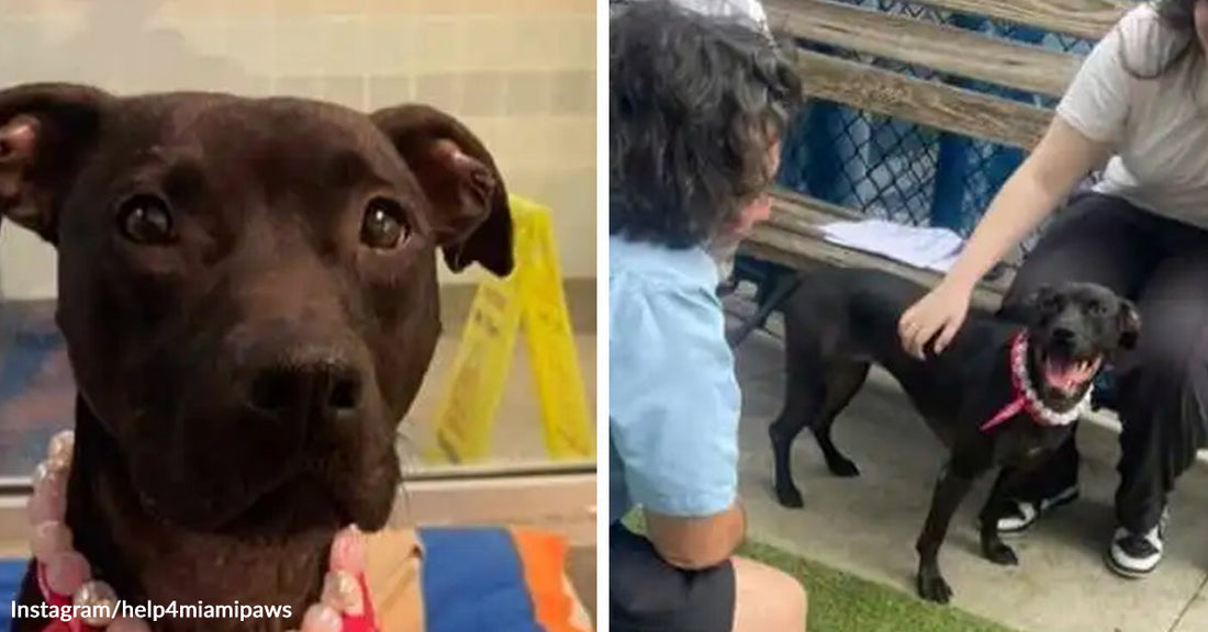 Split image of a black dog in a shelter, followed by the same dog outside smiling while being greeted and petted by people.