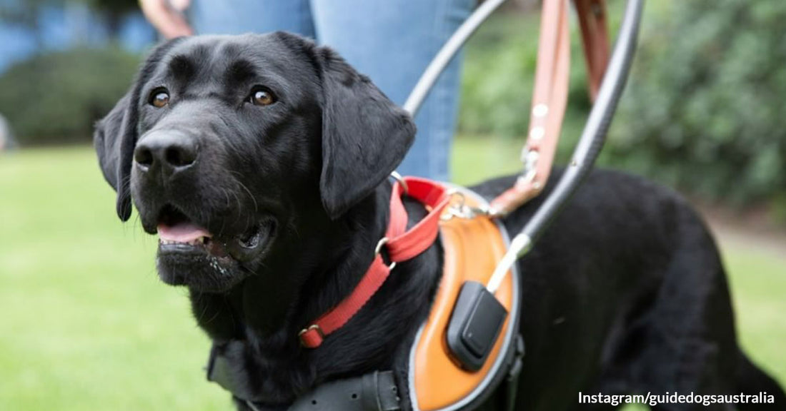Dog Retires After a Decade of Changing the Life of a Kid as His Autism Guide Dog